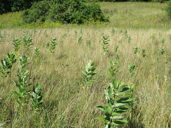 plant-poisoning-in-goats